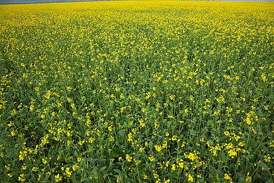 《死神：勇敢灵魂》PS4版上线 多项上线福利启动